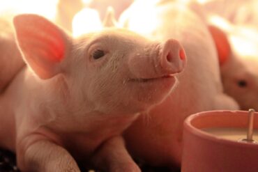 Les éleveurs de porcs doivent enregistrer leurs animaux en avril