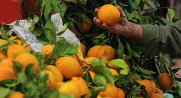 Le marché de Portimão célèbre les oranges juteuses de l’Algarve