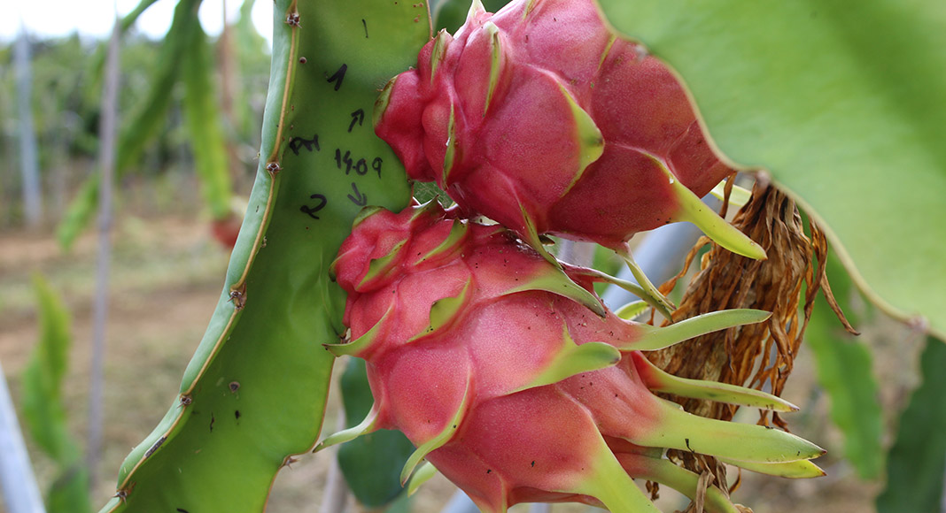 Un étudiant-chercheur étudie la viabilité de la culture du fruit du dragon en Algarve