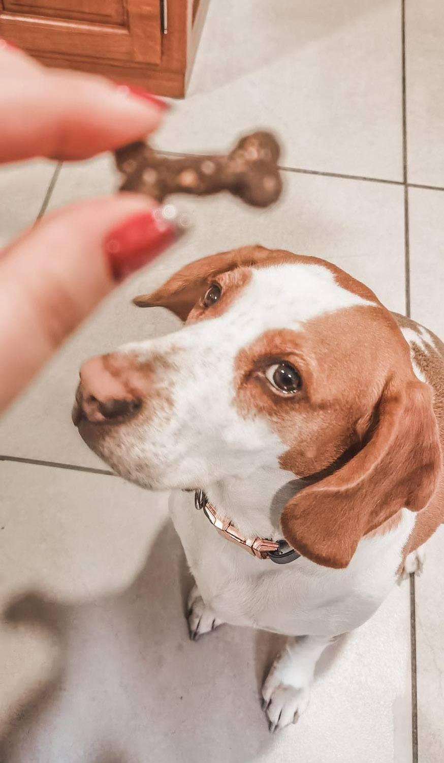 Bake My Dog Happy : de nouvelles friandises bio pour gâter votre chien