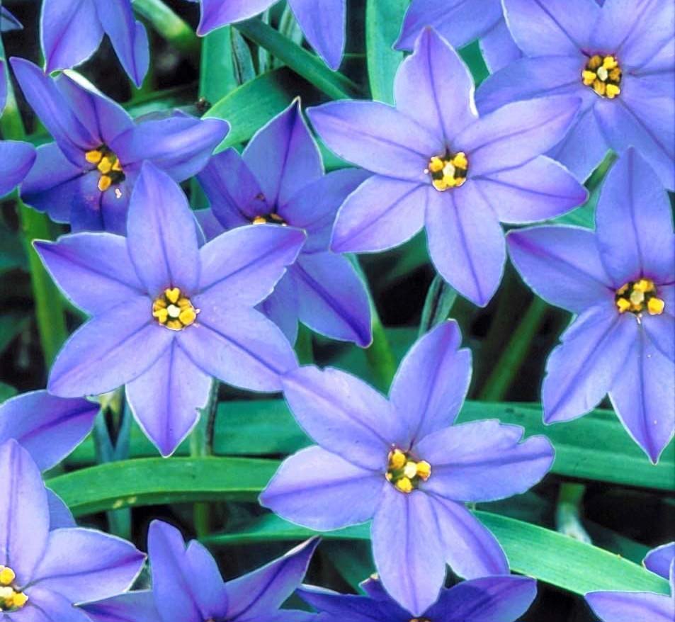Fleurs bleues d'Iphéion