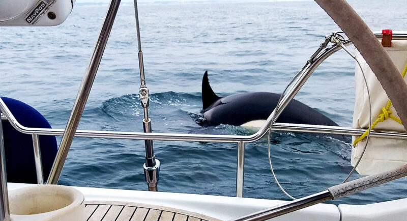 Les « attaques » d’orques endommagent d’autres voiliers au large des côtes portugaises