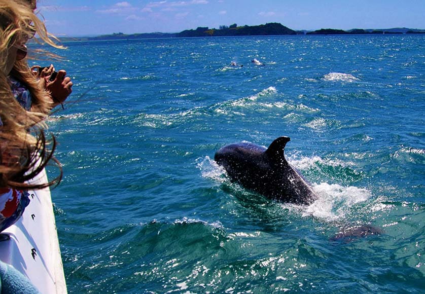 algarve-activites-observation-des-dauphins-bateaux-littoral