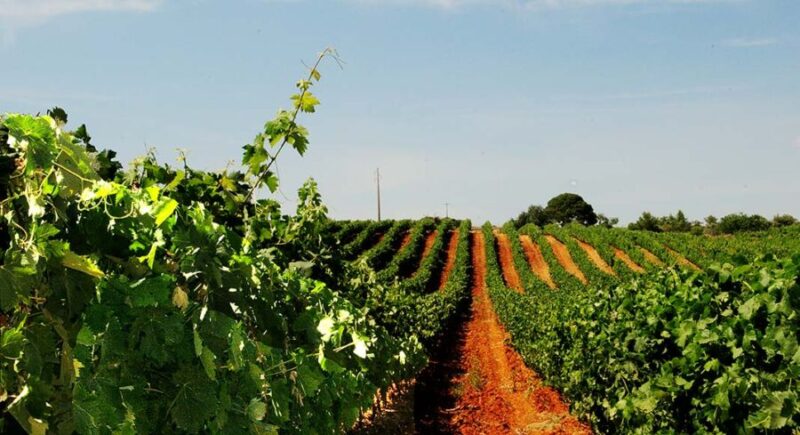 Les producteurs de vin de l’Algarve triplent en 10 ans