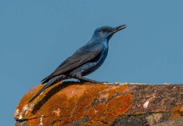 Oiseau bleu du Portugal