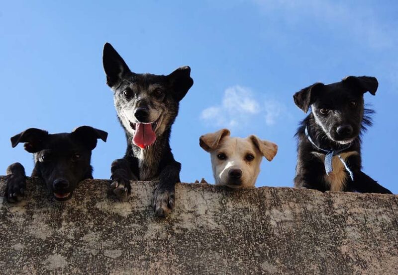 Nous aimons nos animaux de compagnie mais les chiens de Serra e Mar-Monte Canelas sont très spéciaux !