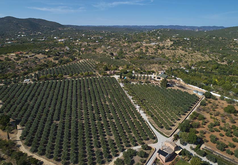 Huile d'olive Monterosa
