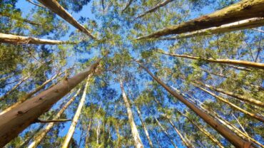 « Nous avons besoin de plus d’eucalyptus pour être durables » – PDG de Navigator
