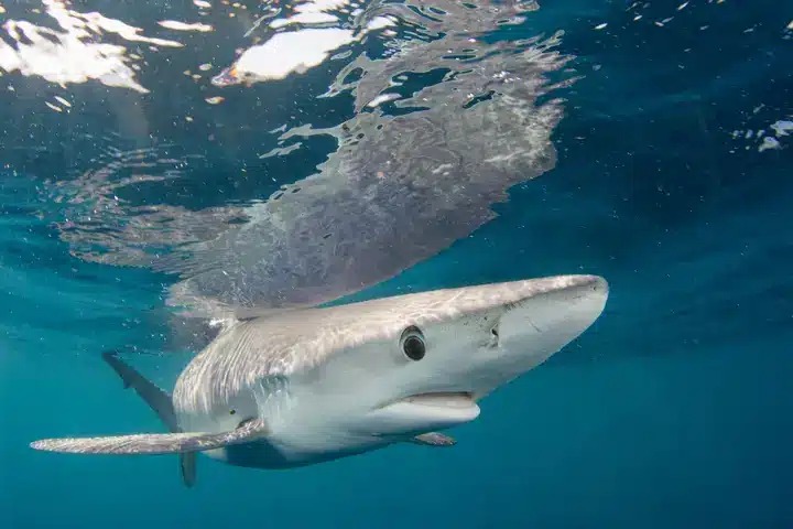 Le requin bleu mord un pêcheur à 167 km au large ; Sauvetage médical de l’armée de l’air brouillé