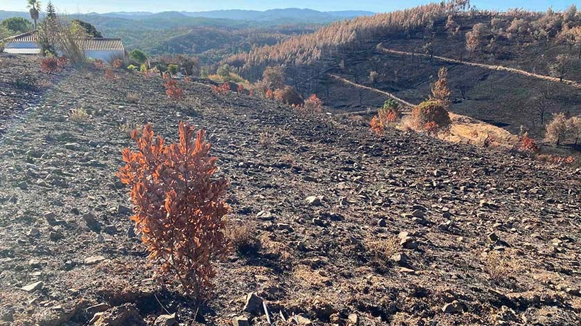 « Terre brûlée : toutes les terres ont été brûlées en septembre dernier, mais l'herbe et les arbres de medronho ont déjà récupéré » (Photo : ALASTAIR LEITHEAD)