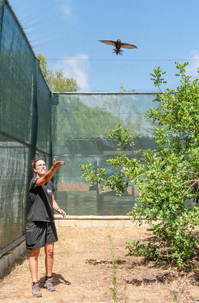 Fabia Azevedo entraîne un jeune martinet dans une grande cage de vol