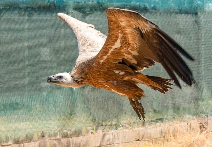 Griffin Vulture teste ses ailes lors de sa convalescence au RIAS