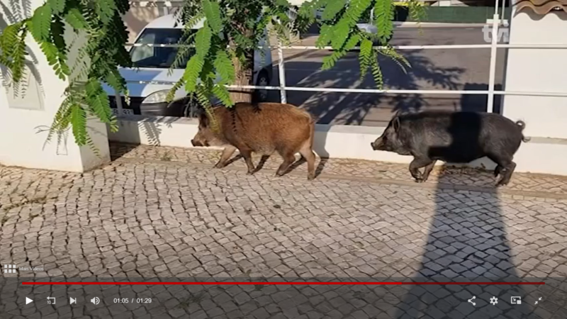 Des cochons se promènent dans les rues d’Albufeira