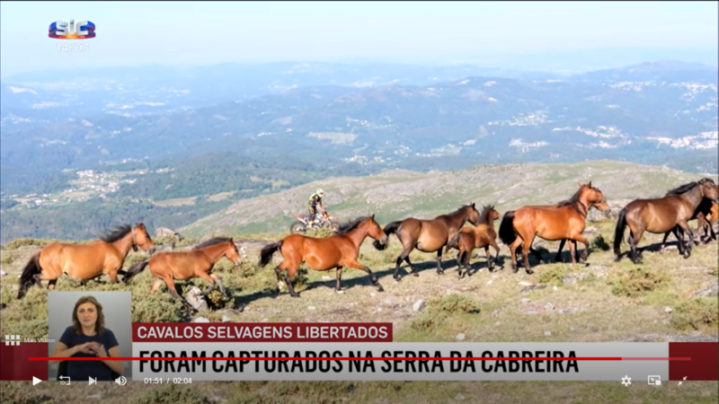 Des chevaux sauvages lâchés dans le « parc naturel » de Sintra