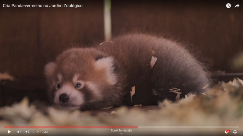 Le panda roux – l’une des espèces menacées au monde – né au zoo de Lisbonne