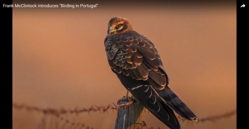 L’avifaune du Portugal « disparaît à un rythme vertigineux » des plaines de l’Alentejo