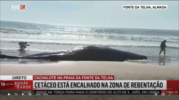 Une baleine de 15 tonnes s’échoue sur la plage d’Almada
