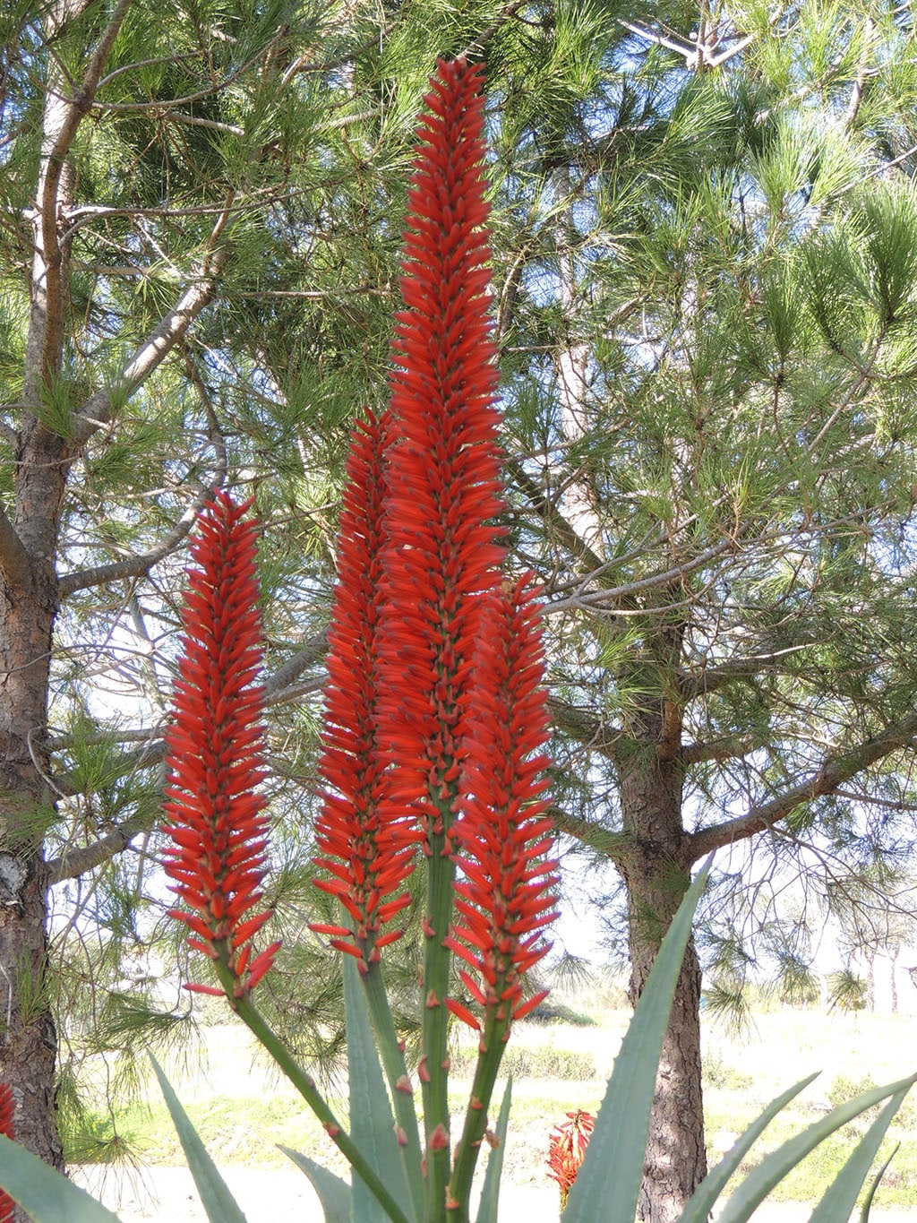 Fleurs d'aloès