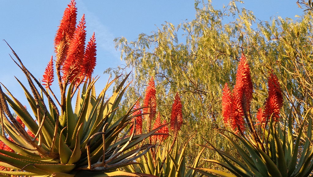 Fleurs d'hiver d'aloès