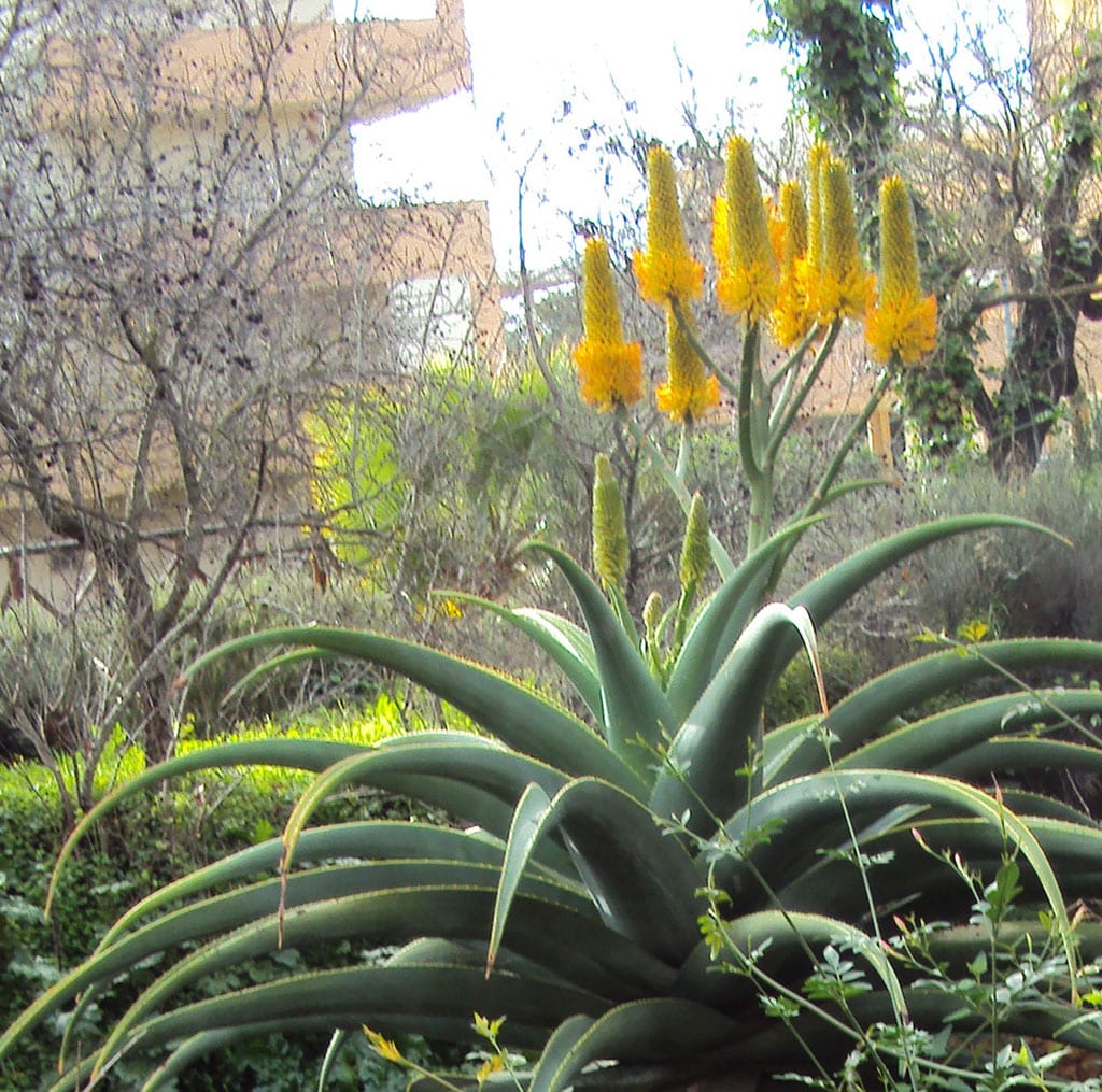 Aloe thraskii