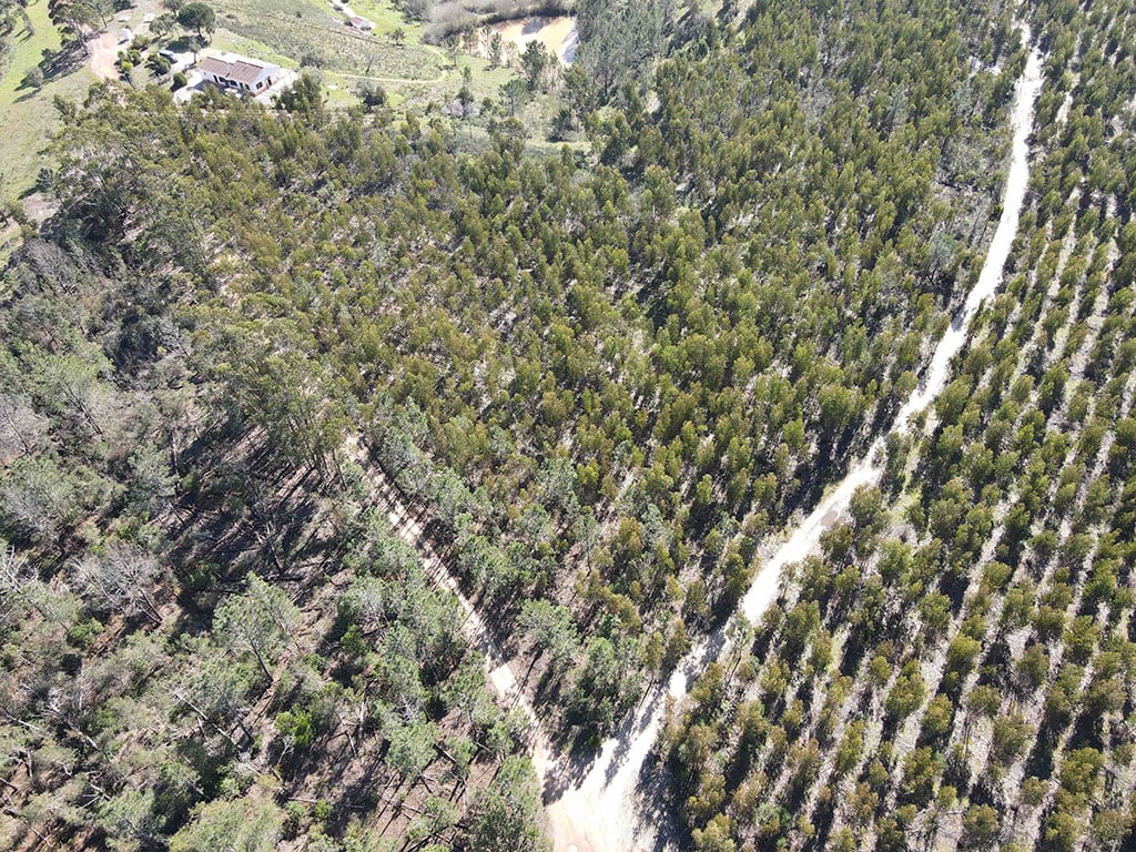 Une forêt d'eucalyptus mal entretenue recouvrait le terrain plat au sommet de la colline où nous avons décidé de construire