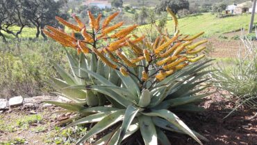 Aloès pour les jardins de l’Algarve