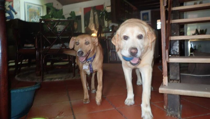 Trois chiens sauveteurs : Lex, Papaia et Ginx