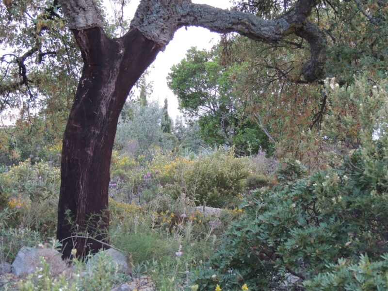 Des chênes pour un jardin en Algarve