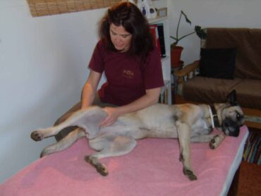 Woofland by Iron Dog organise un atelier de physiothérapie pour animaux