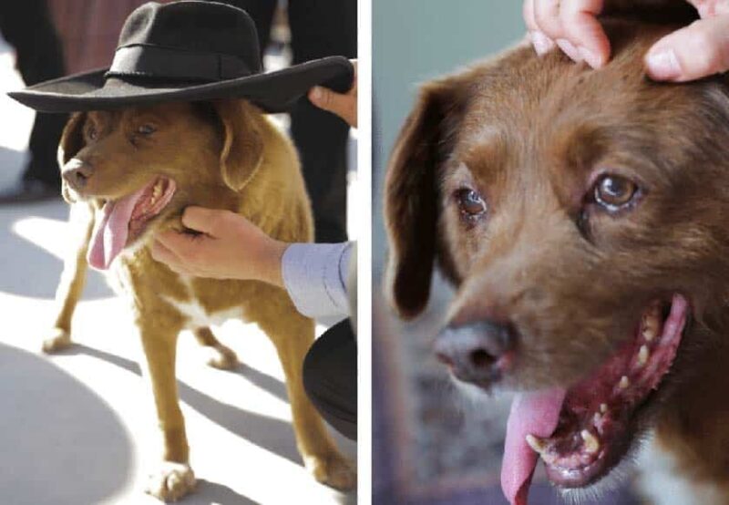 Bobi, le chien prodige portugais, se voit retirer son titre mondial Guinness