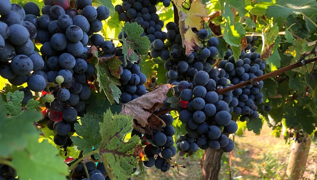 raisins-vignobles-quinta-dos-vales-domaine-vinicole-algarve