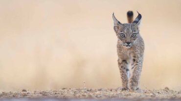 Le lynx ibérique est rétrogradé d’espèce « en voie de disparition » à « vulnérable »