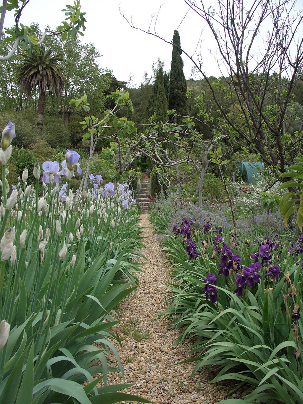 Chemin bordé d'iris