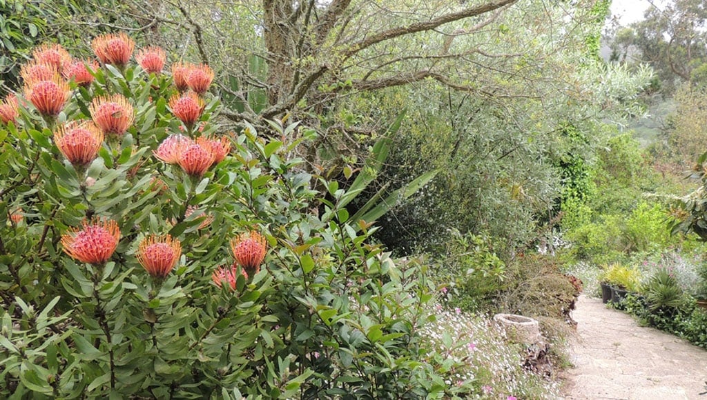 Leuco rouge sur le chemin