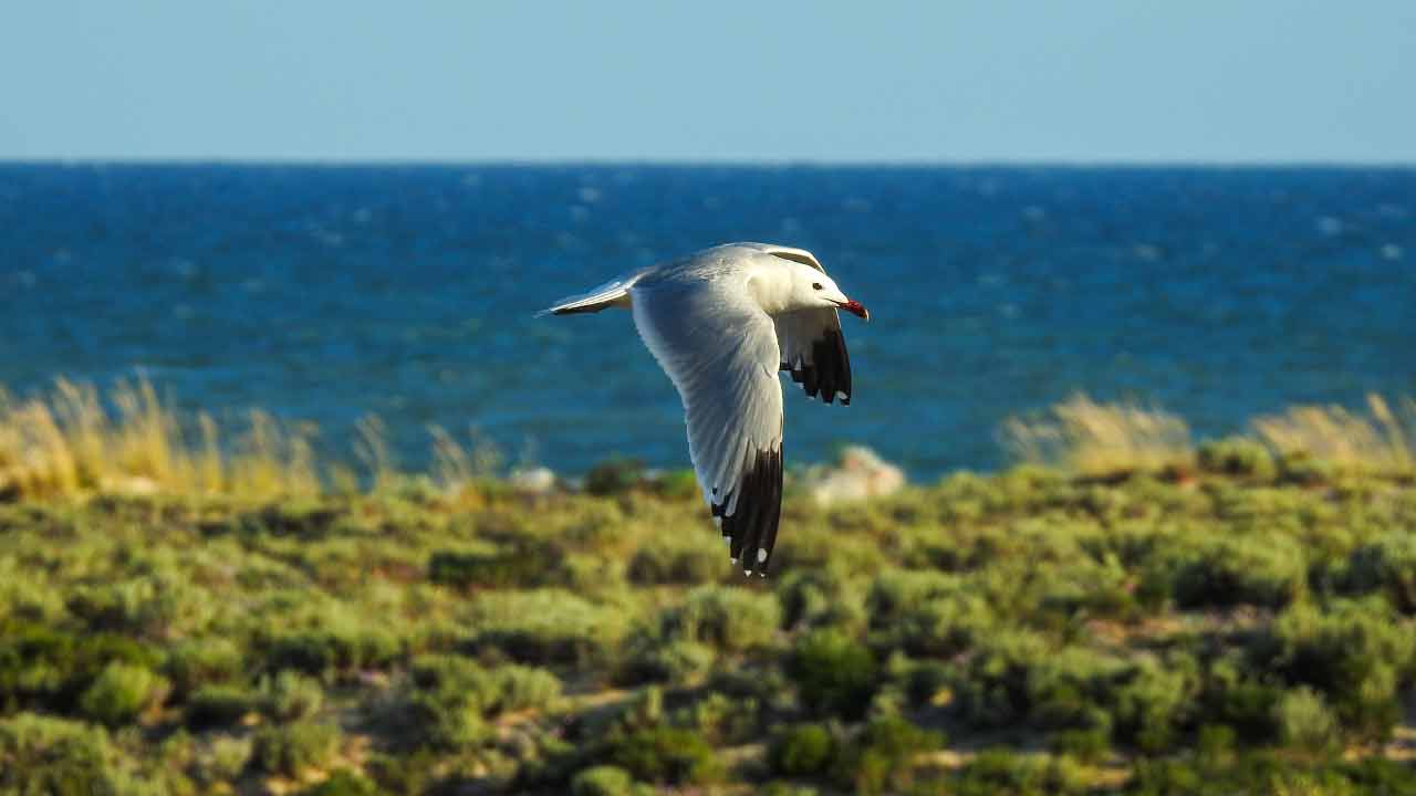 La plus grande colonie de goélands d'Audouin au monde vit dans la Ria Formosa et continue de s'agrandir