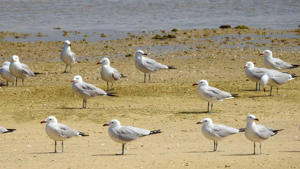 La plus grande colonie de goélands d'Audouin au monde vit dans la Ria Formosa et continue de s'agrandir