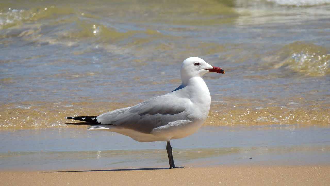 La plus grande colonie de goélands d'Audouin au monde vit dans la Ria Formosa et continue de s'agrandir