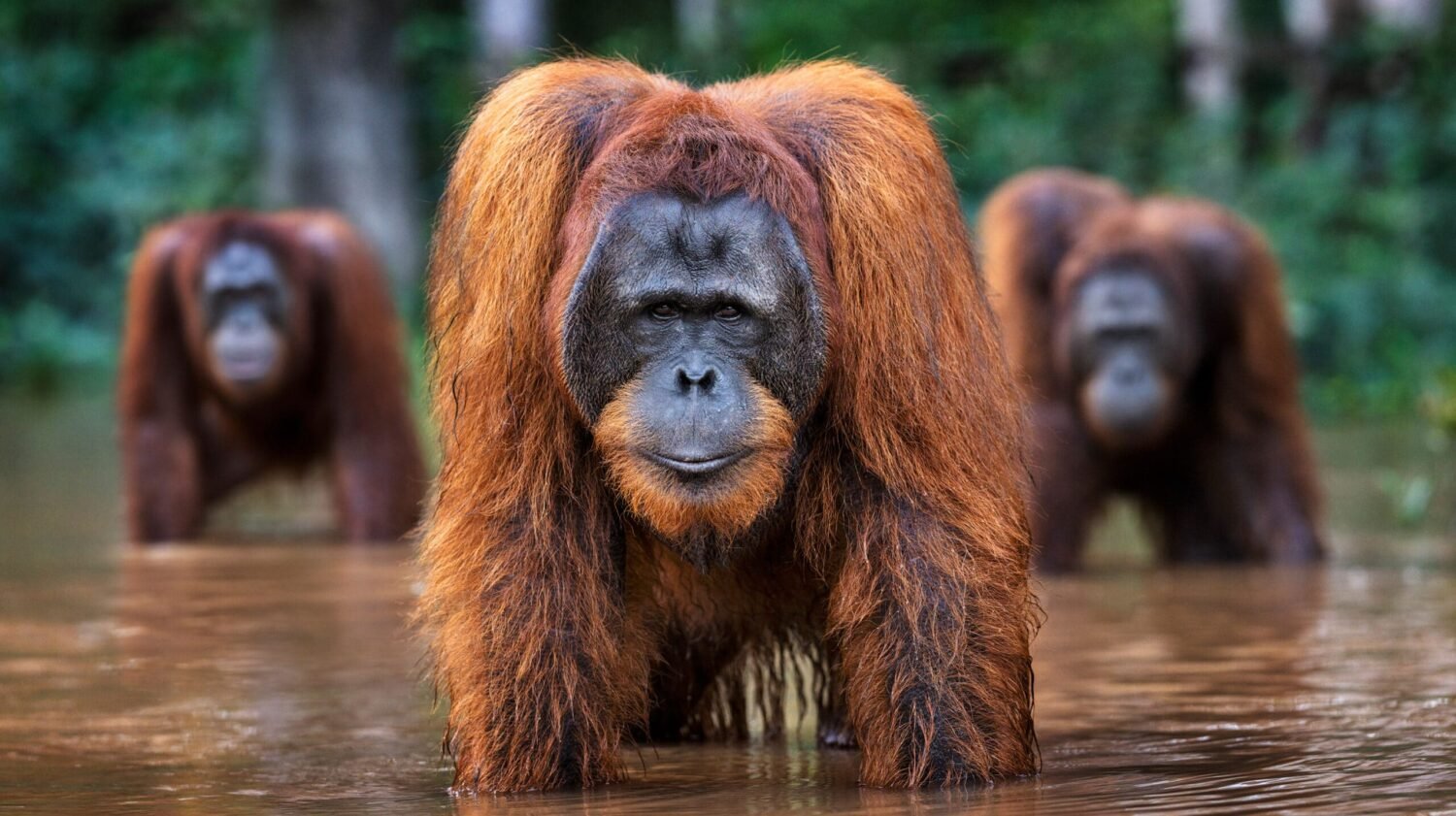 David Yarrow, "Bienvenue dans la jungle"2024. Avec l'aimable autorisation de l'artiste et de In The Pink, Loulé