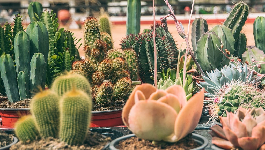 Stand de plantes succulentes de la Foire du Jardin