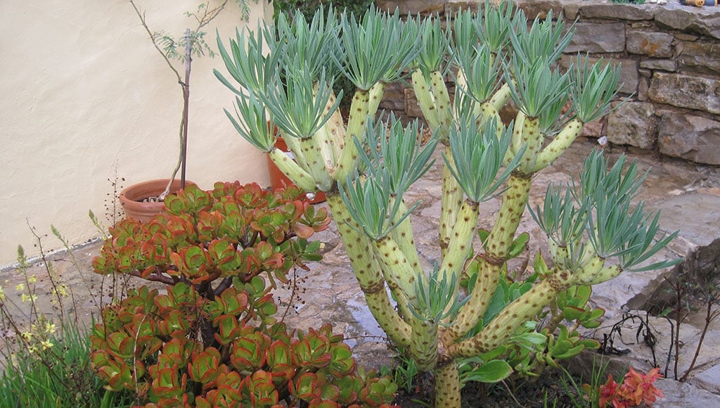 Aeonium et Senecio