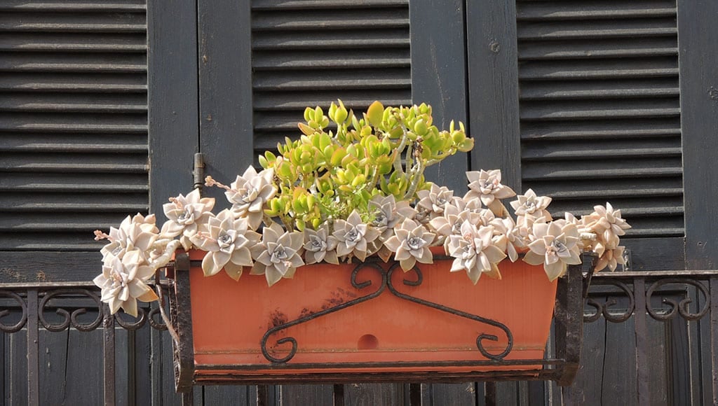 Plantes succulentes pour balcon