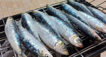 Les températures de l’eau de mer en Algarve « repoussent les sardines »