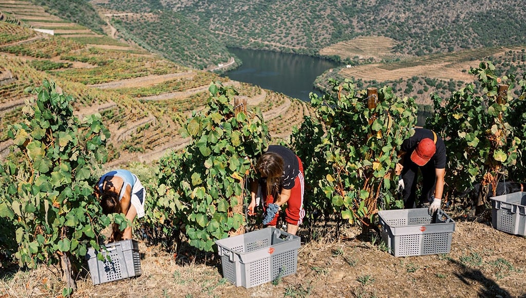 Quinta de Vargellas - Vendangeurs en train de cueillir des raisins