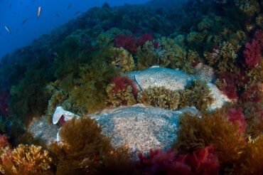 Des scientifiques partent à la recherche de « l’un des géants cachés d’Europe » au large de la côte de l’Algarve