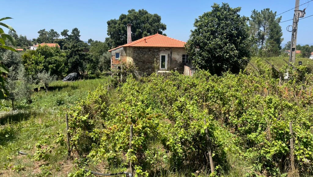 Fonte Fria, Castelo, Sertã, avec son propre mini vignoble