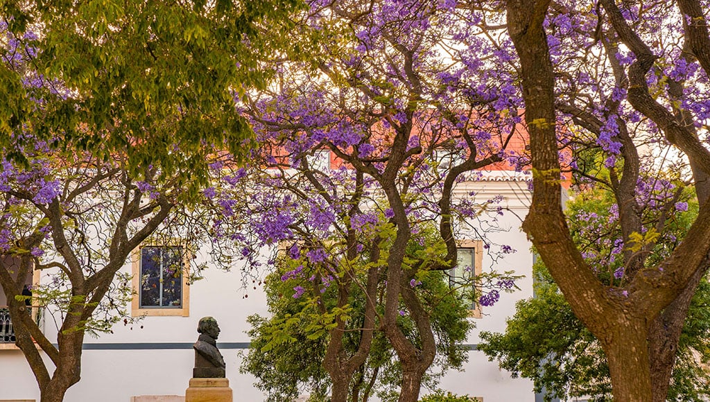 Jacarandas en fleurs, Portimão_