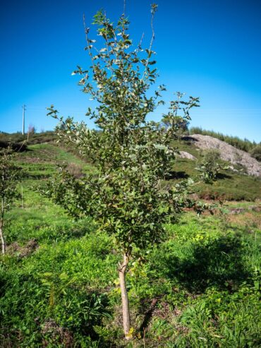 Projet Renature Monchique pour planter 125 000 arbres supplémentaires