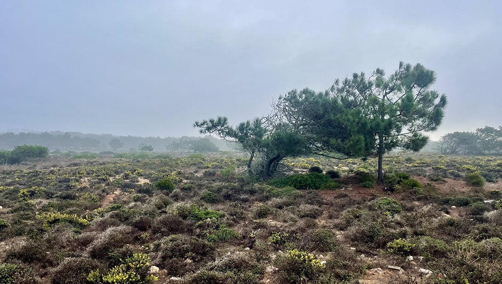 La réserve naturelle de Sagres