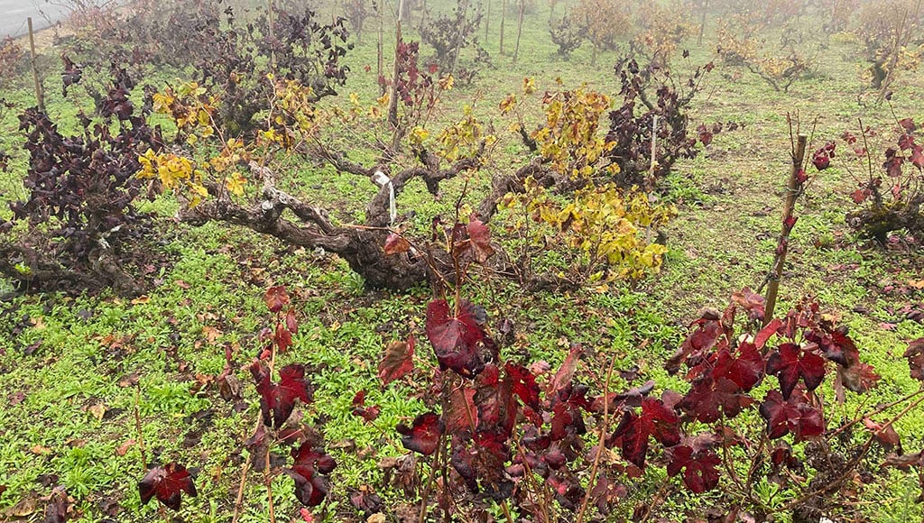 Brume de montagne : Vieilles vignes dans les collines de Portalegre