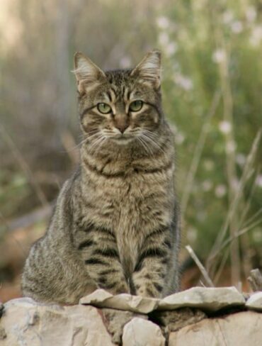 Programme de stérilisation massive des animaux en cours en Algarve